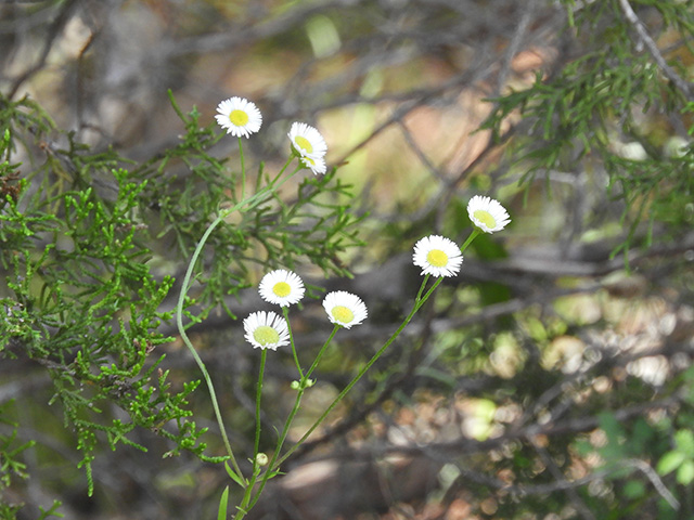 Erigeron strigosus var. beyrichii (Beyrich's fleabane) #90465