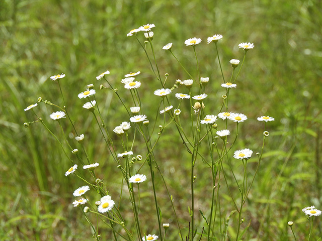 Erigeron strigosus var. beyrichii (Beyrich's fleabane) #90466