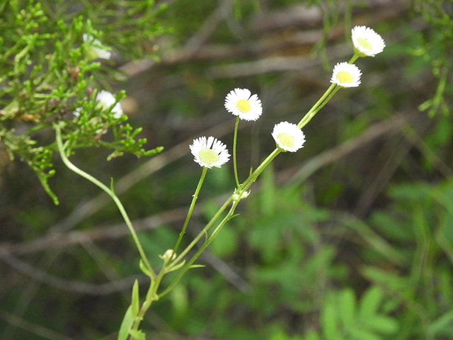 Erigeron strigosus var. beyrichii (Beyrich's fleabane) #90469