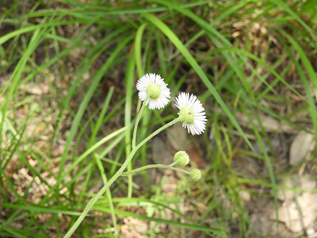 Erigeron strigosus var. beyrichii (Beyrich's fleabane) #90471