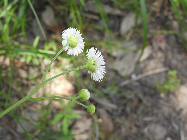 Erigeron strigosus var. beyrichii (Beyrich's fleabane) #90472