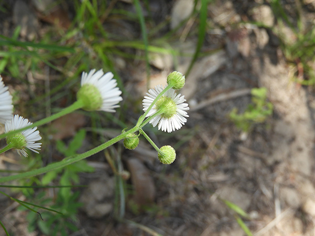 Erigeron strigosus var. beyrichii (Beyrich's fleabane) #90473