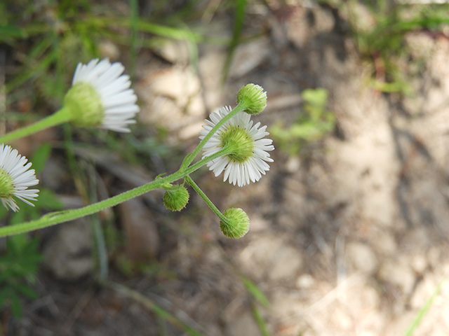 Erigeron strigosus var. beyrichii (Beyrich's fleabane) #90475