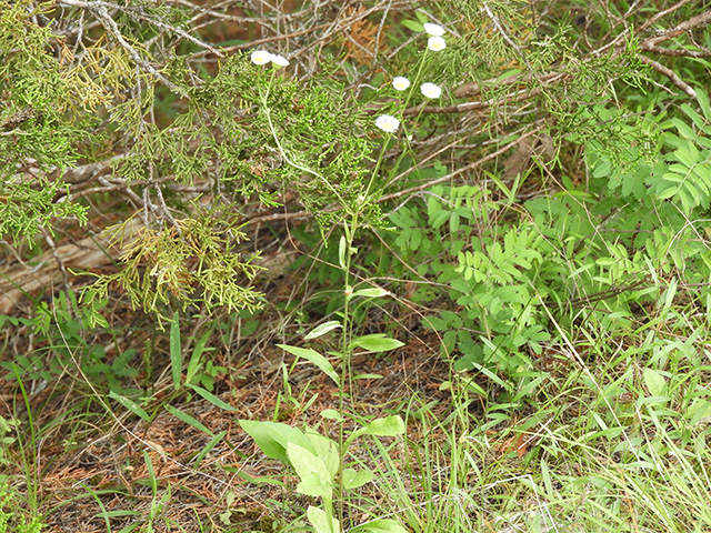 Erigeron strigosus var. beyrichii (Beyrich's fleabane) #90476