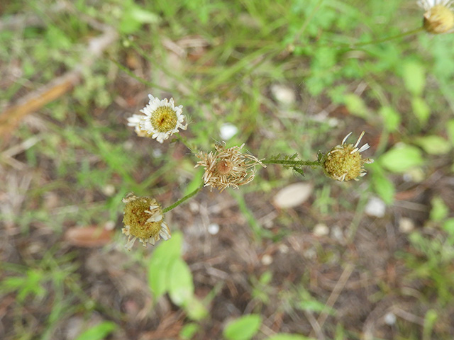 Erigeron strigosus var. beyrichii (Beyrich's fleabane) #90477