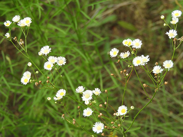 Erigeron strigosus var. beyrichii (Beyrich's fleabane) #90479