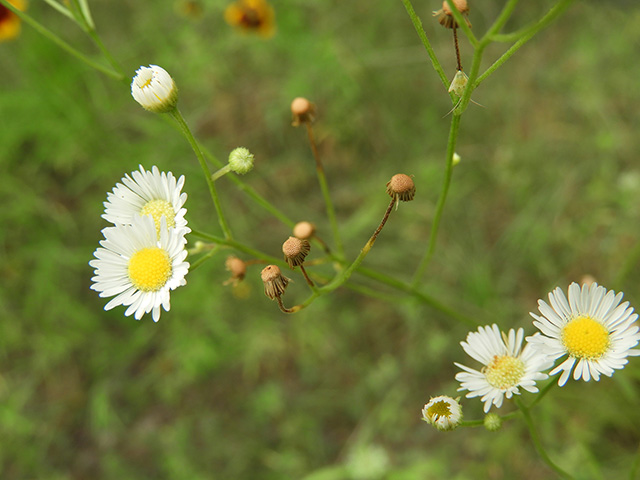 Erigeron strigosus var. beyrichii (Beyrich's fleabane) #90480