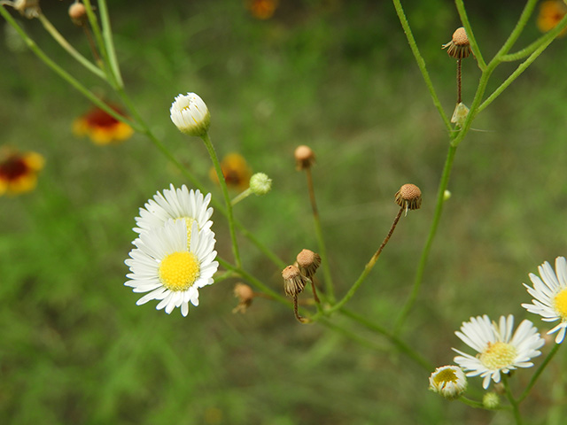 Erigeron strigosus var. beyrichii (Beyrich's fleabane) #90481