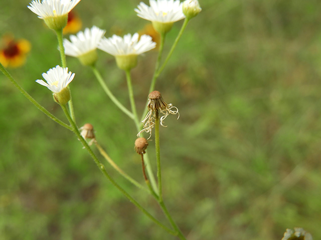 Erigeron strigosus var. beyrichii (Beyrich's fleabane) #90482