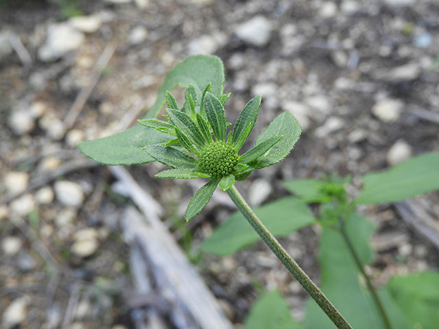 Viguiera dentata var. dentata (Toothleaf goldeneye) #90564