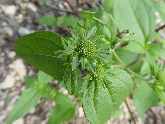 Viguiera dentata var. dentata (Toothleaf goldeneye) #90574