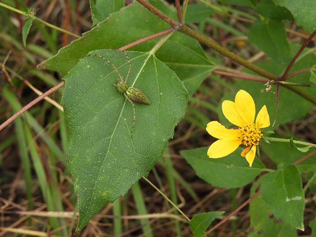 Viguiera dentata var. dentata (Toothleaf goldeneye) #90630