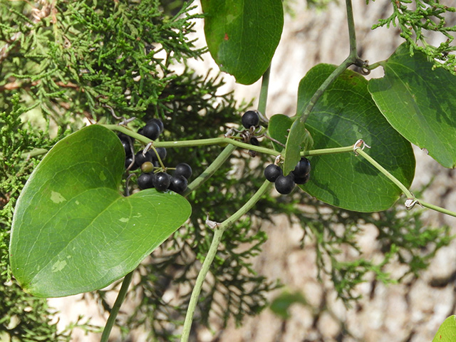 Smilax bona-nox (Sawbriar) #90887