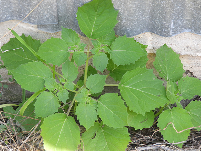 Physalis grisea (Downy ground-cherry) #90894