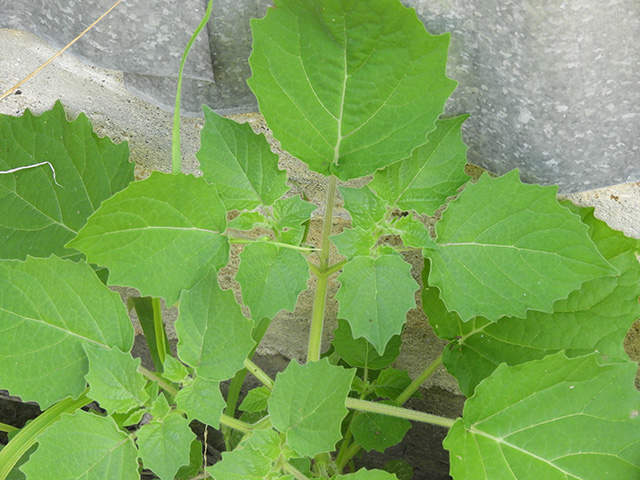 Physalis grisea (Downy ground-cherry) #90895