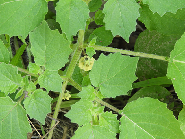 Physalis grisea (Downy ground-cherry) #90896