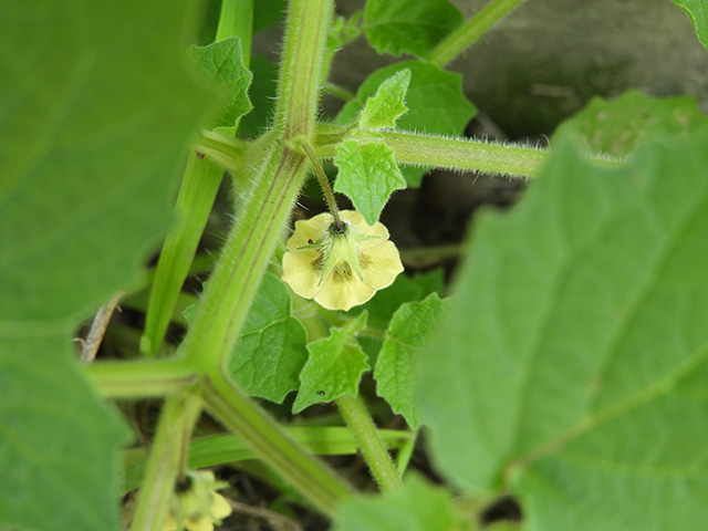 Physalis grisea (Downy ground-cherry) #90897