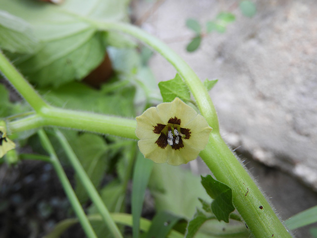 Physalis grisea (Downy ground-cherry) #90898