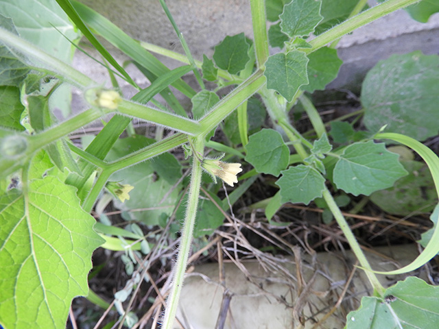 Physalis grisea (Downy ground-cherry) #90899