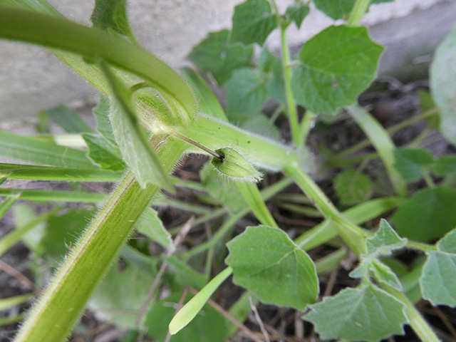 Physalis grisea (Downy ground-cherry) #90900