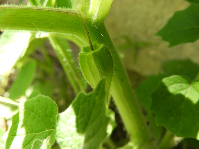 Physalis grisea (Downy ground-cherry) #90902