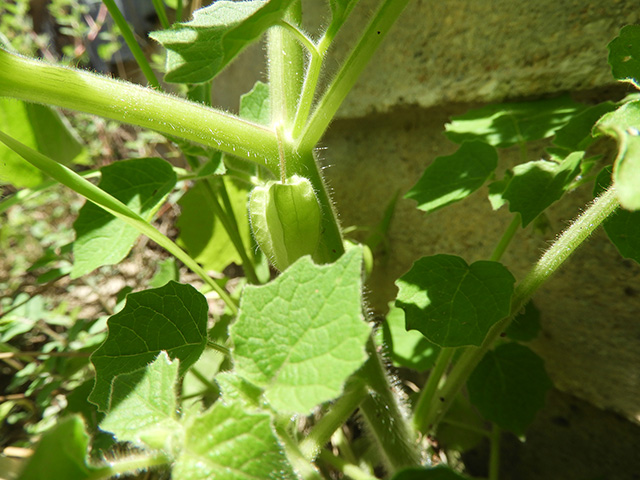 Physalis grisea (Downy ground-cherry) #90903