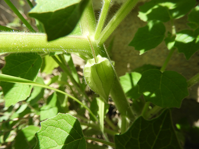 Physalis grisea (Downy ground-cherry) #90904