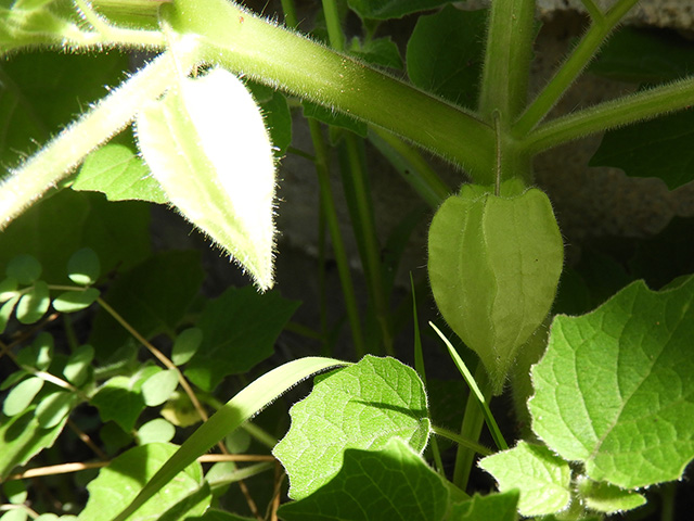 Physalis grisea (Downy ground-cherry) #90907