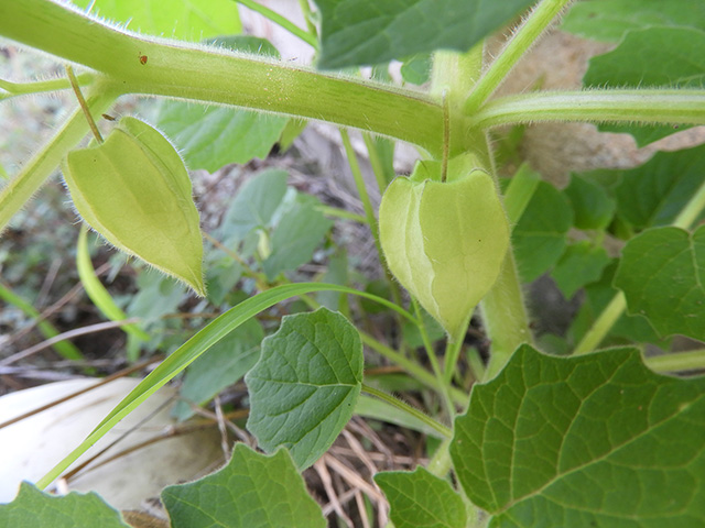 Physalis grisea (Downy ground-cherry) #90908