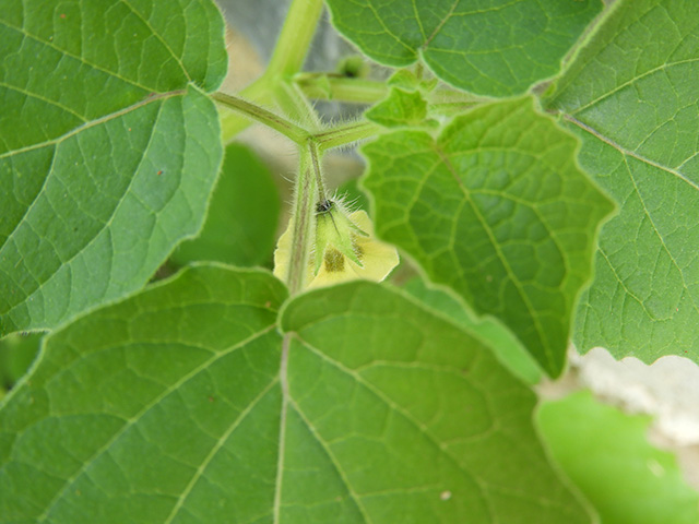 Physalis grisea (Downy ground-cherry) #90910