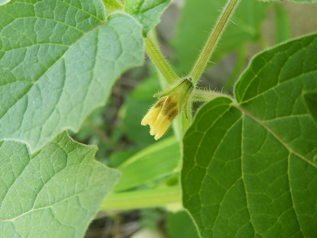 Physalis grisea (Downy ground-cherry) #90911