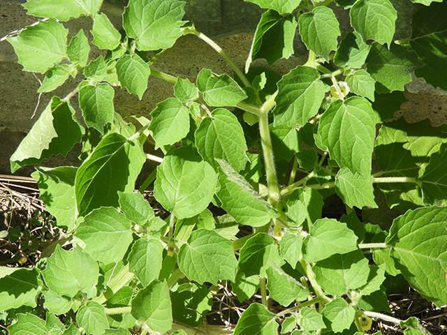 Physalis grisea (Downy ground-cherry) #90912