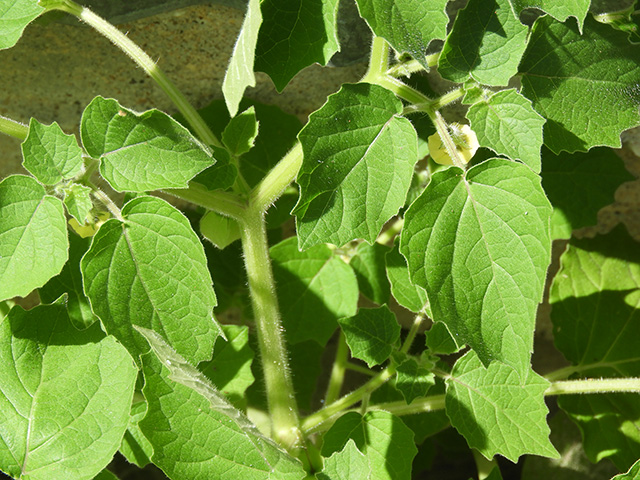 Physalis grisea (Downy ground-cherry) #90913