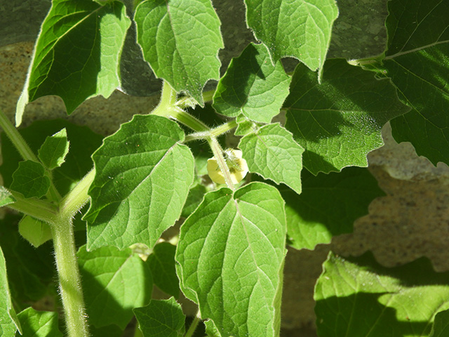 Physalis grisea (Downy ground-cherry) #90914