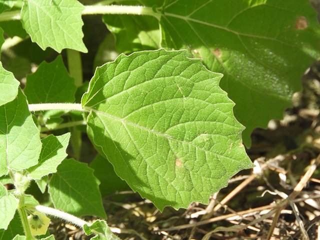 Physalis grisea (Downy ground-cherry) #90915