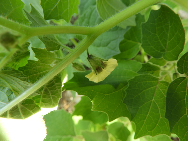 Physalis grisea (Downy ground-cherry) #90916