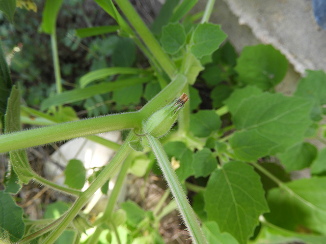 Physalis grisea (Downy ground-cherry) #90917