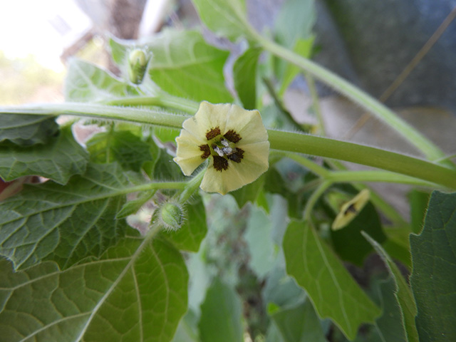 Physalis grisea (Downy ground-cherry) #90919