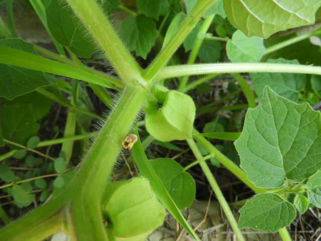 Physalis grisea (Downy ground-cherry) #90920