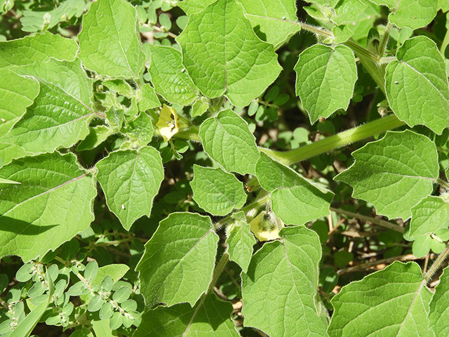 Physalis grisea (Downy ground-cherry) #90921