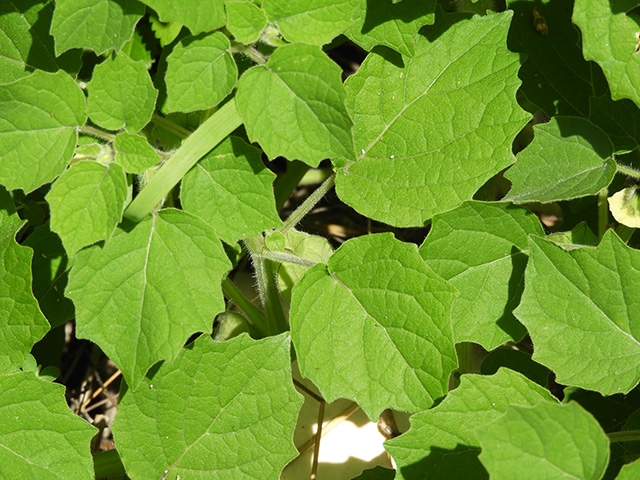 Physalis grisea (Downy ground-cherry) #90922