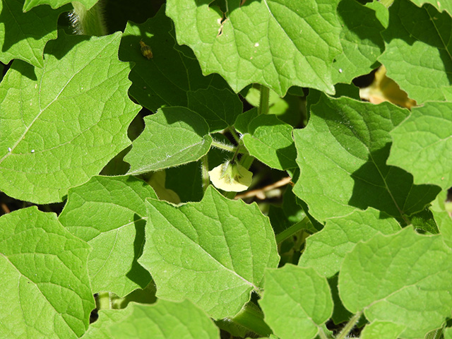 Physalis grisea (Downy ground-cherry) #90923