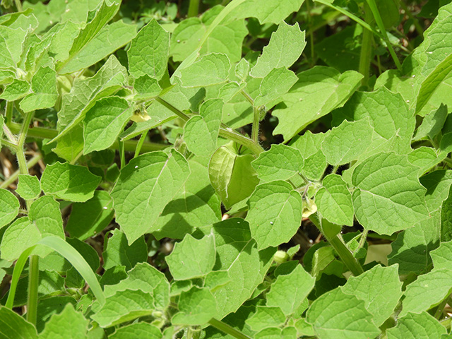 Physalis grisea (Downy ground-cherry) #90924