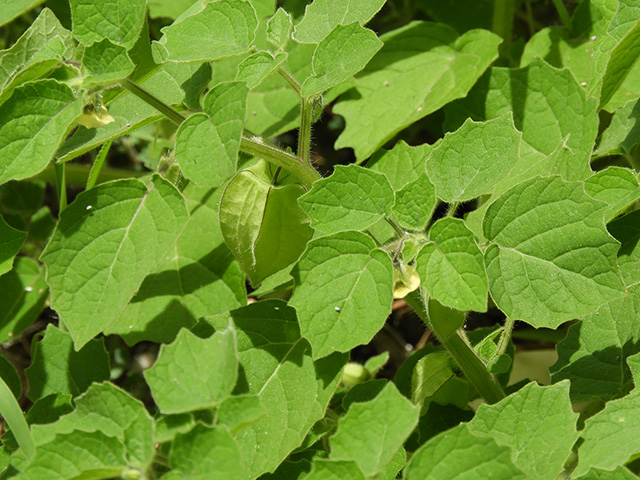 Physalis grisea (Downy ground-cherry) #90925