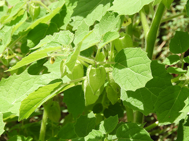 Physalis grisea (Downy ground-cherry) #90926