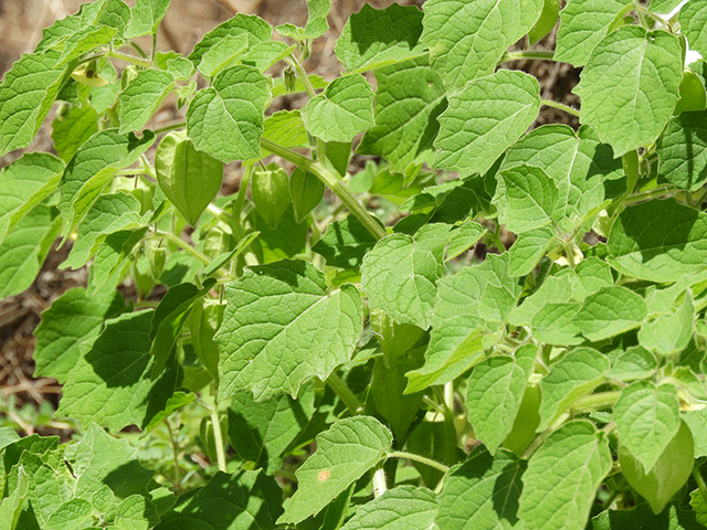 Physalis grisea (Downy ground-cherry) #90927