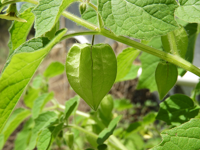 Physalis grisea (Downy ground-cherry) #90928