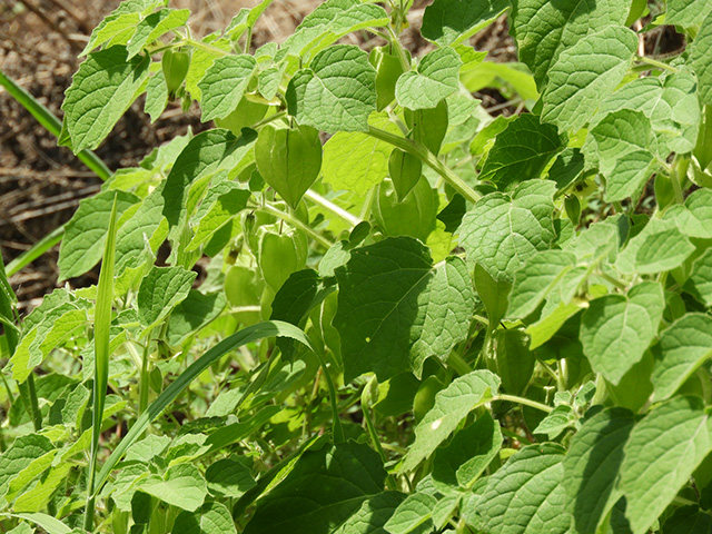 Physalis grisea (Downy ground-cherry) #90929