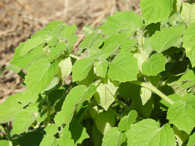 Physalis grisea (Downy ground-cherry) #90930