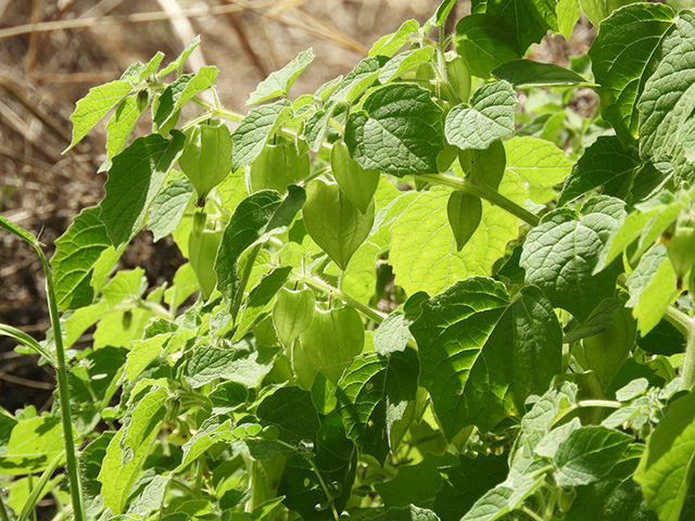 Physalis grisea (Downy ground-cherry) #90931